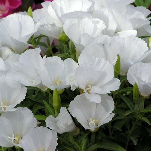 Clarkia amoena ssp lindleyi 'Duchess of Albany'