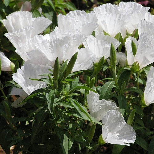 Clarkia amoena ssp lindleyi 'Duchess of Albany'