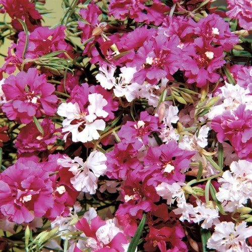 Clarkia pulchella 'Arianne Mixed'