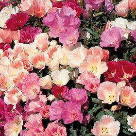 Clarkia amoena ssp lindleyi 'Enkelbloemig Gemengd' / 'Dwarf'