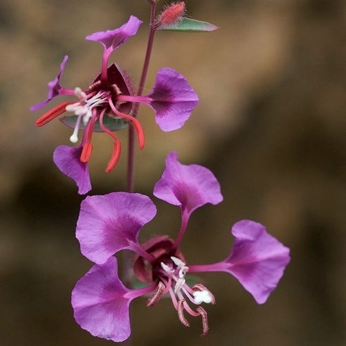 Clarkia unguiculata
