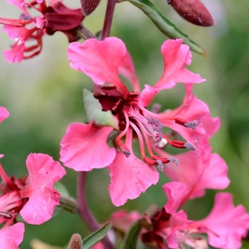 Clarkia unguiculata