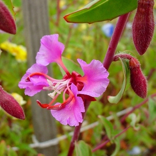 Clarkia unguiculata