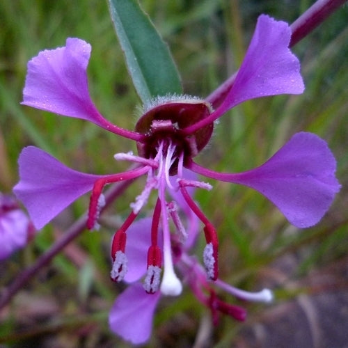 Clarkia unguiculata