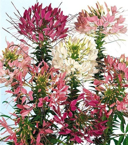 Cleome hassleriana 'Colour Fountain Mixture'