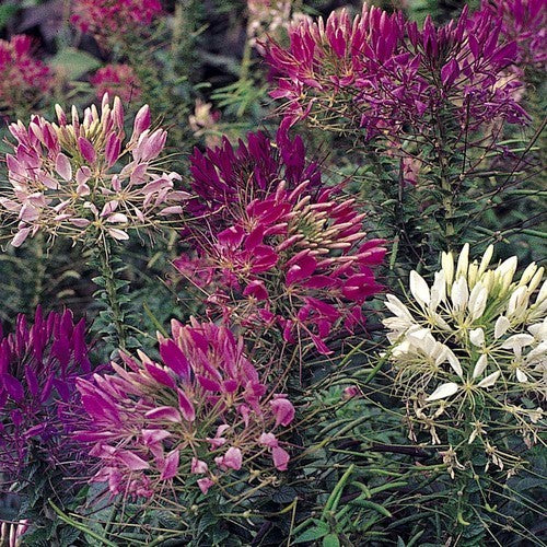 Cleome hassleriana 'Colour Fountain Mixture'