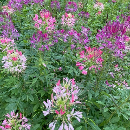Cleome hassleriana 'Colour Fountain Mixture'