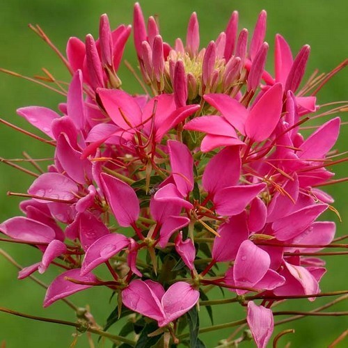 Cleome hassleriana 'Cherry Queen'