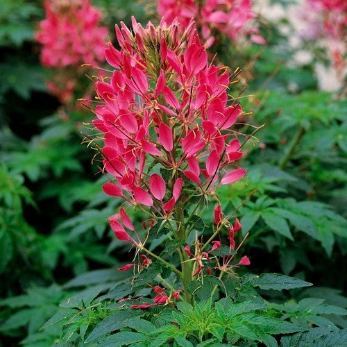 Cleome hassleriana 'Cherry Queen'