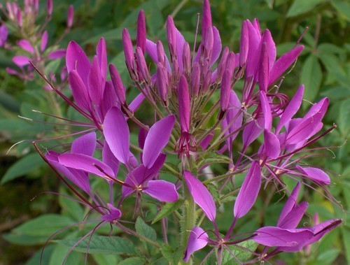 Cleome hassleriana 'Mauve Queen'