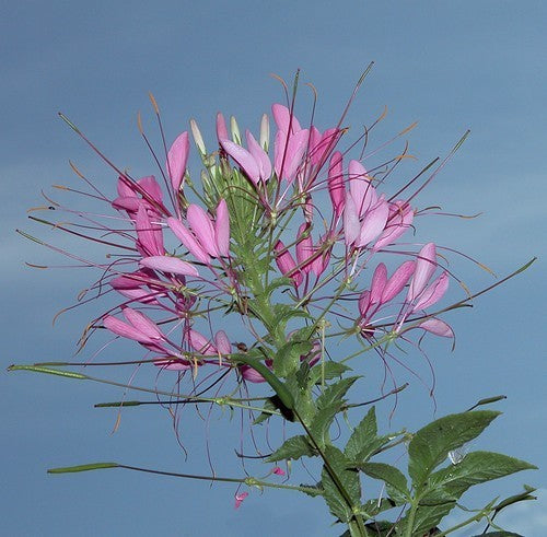 Cleome hassleriana 'Rose Queen'