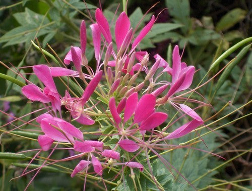 Cleome hassleriana 'Rose Queen'