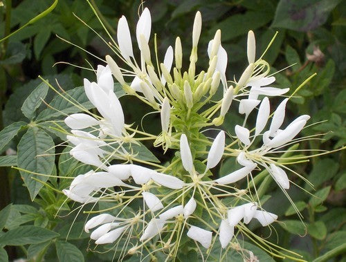 Cleome hassleriana 'White Queen'