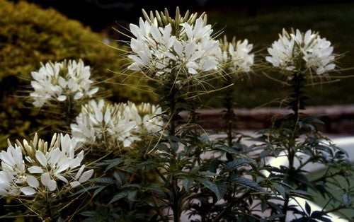 Cleome hassleriana 'White Queen'