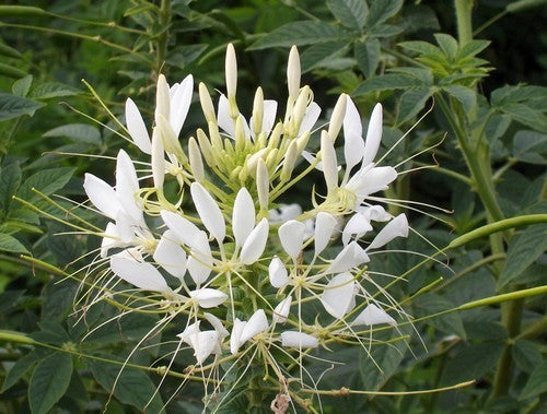 Cleome hassleriana 'White Queen'
