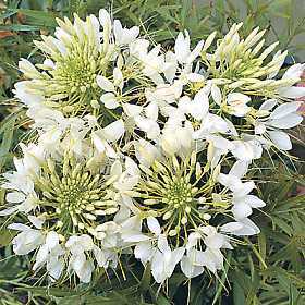 Cleome hassleriana 'White Queen'