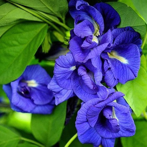 Clitoria ternatea 'Double Blue'