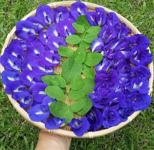Clitoria ternatea 'Double Blue'