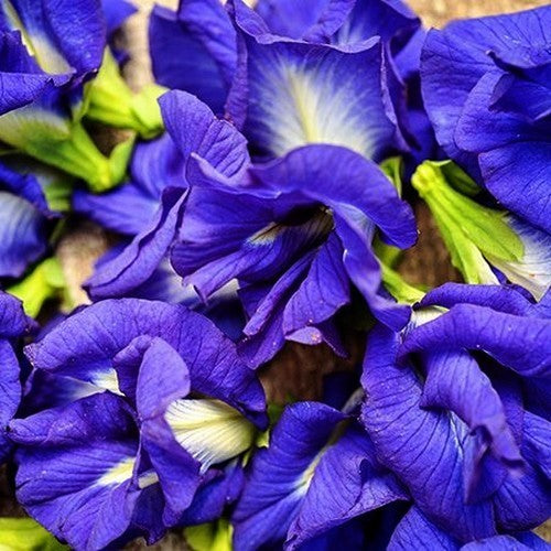 Clitoria ternatea 'Double Blue'