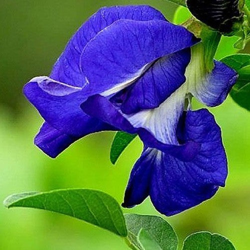 Clitoria ternatea 'Double Blue'