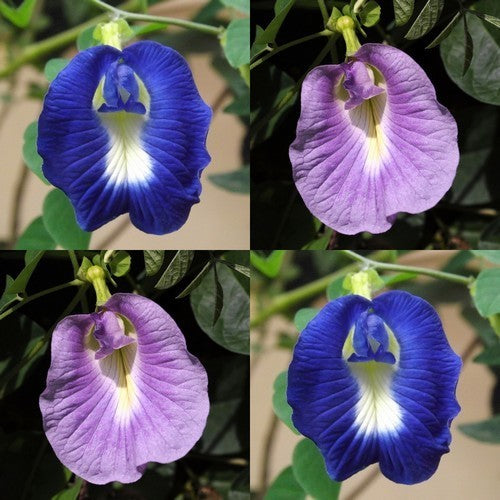 Clitoria ternatea 'The Blues'