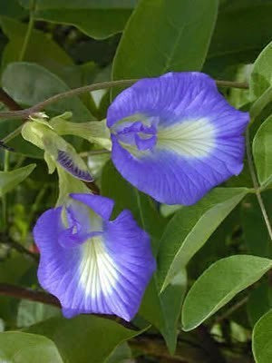 Clitoria ternatea 'The Blues'
