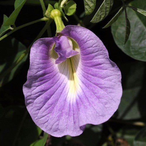 Clitoria ternatea 'The Blues'