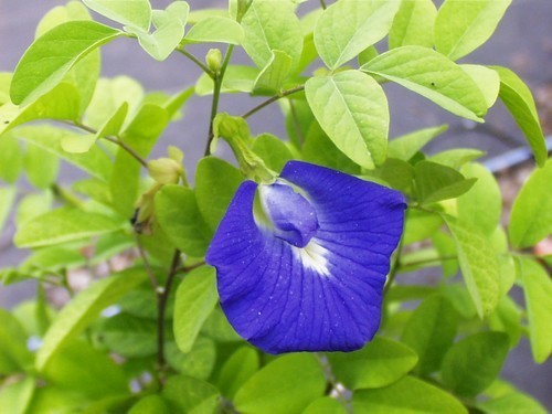 Clitoria ternatea 'The Blues'
