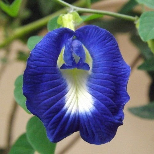 Clitoria ternatea 'The Blues'