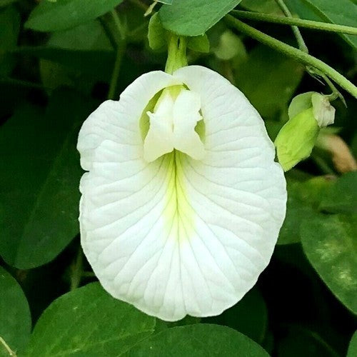 Clitoria ternatea 'Alba'