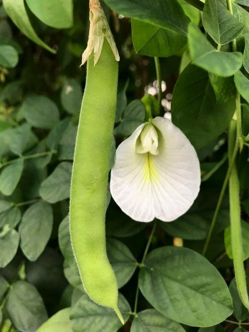 Clitoria ternatea 'Alba'