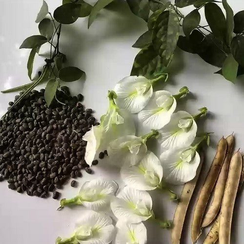 Clitoria ternatea 'Alba'