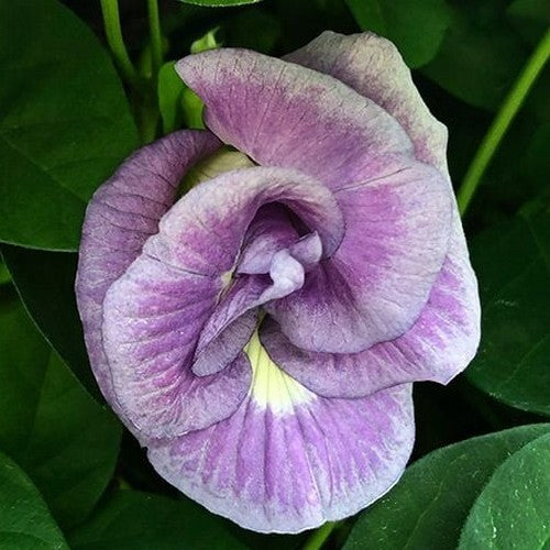 Clitoria ternatea 'Double Lavender'