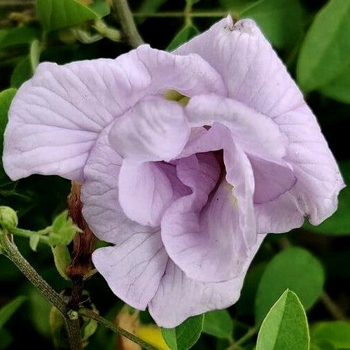 Clitoria ternatea 'Double Lavender'