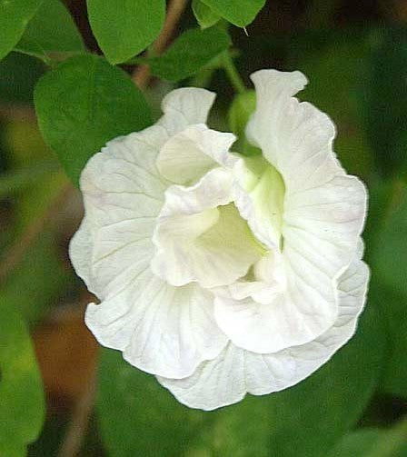 Clitoria ternatea 'Double White'