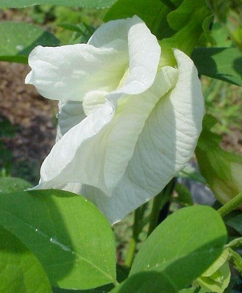 Clitoria ternatea 'Double White'