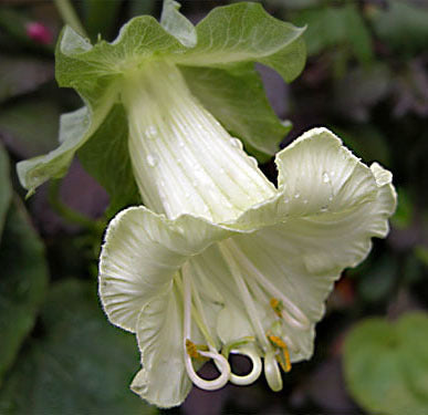 Cobaea scandens 'Alba'