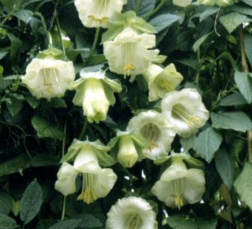 Cobaea scandens 'Alba'