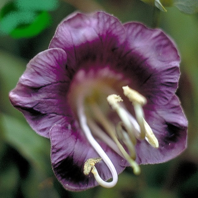 Cobaea scandens 'Violet'