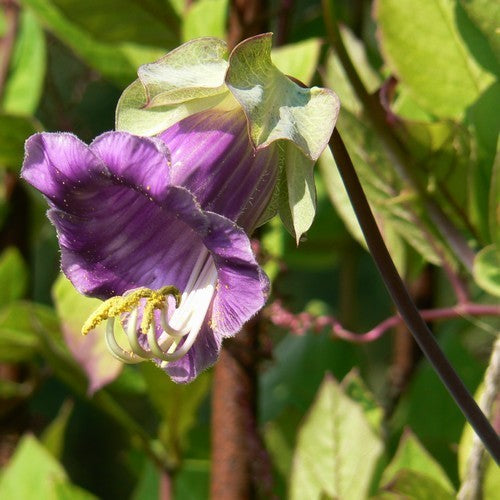 Cobaea scandens 'Violet'