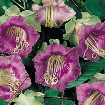 Cobaea scandens 'Violet'
