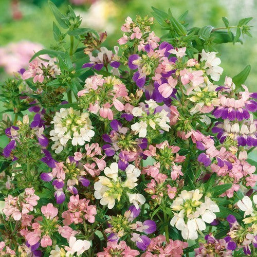 Collinsia heterophylla 'Mixed'
