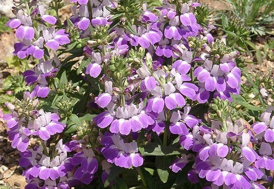 Collinsia heterophylla 'Bicolor'