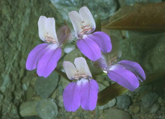 Collinsia heterophylla 'Bicolor'