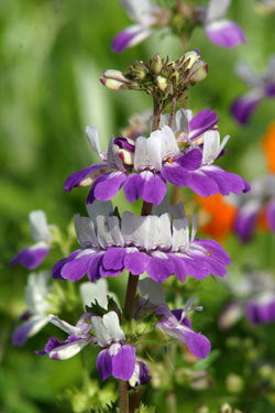 Collinsia heterophylla 'Bicolor'