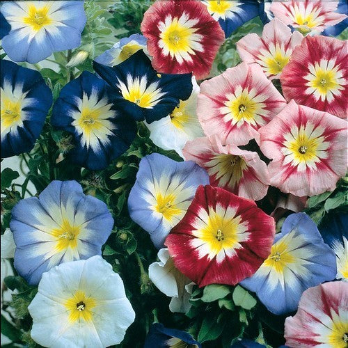 Convolvulus tricolor 'Mixed'