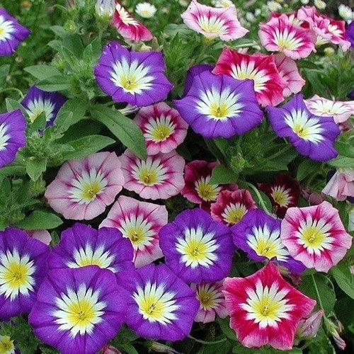 Convolvulus tricolor 'Mixed'