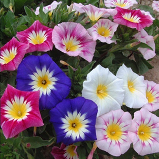 Convolvulus tricolor 'Mixed'
