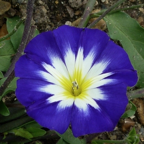 Convolvulus tricolor 'Royal Ensign'