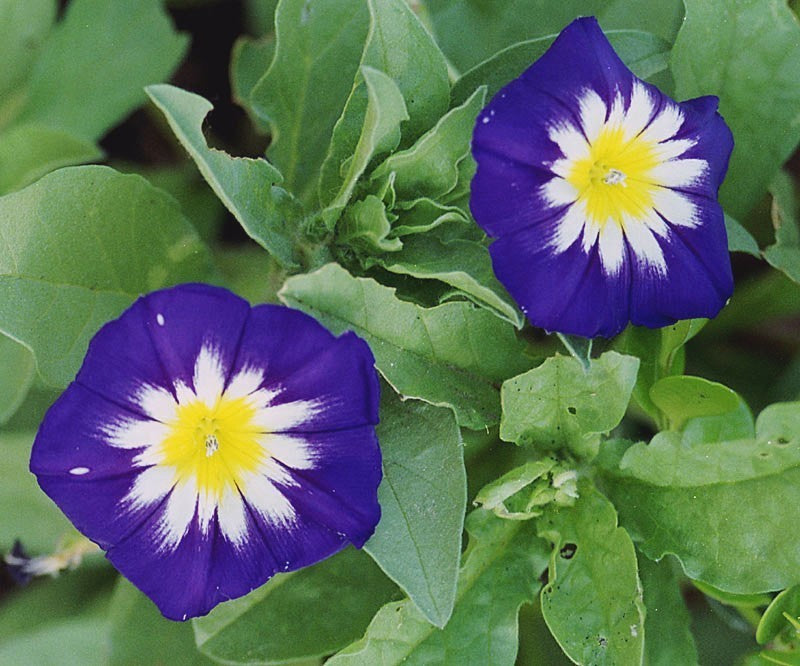 Convolvulus tricolor 'Royal Ensign'